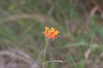 Fewflowered milkweed